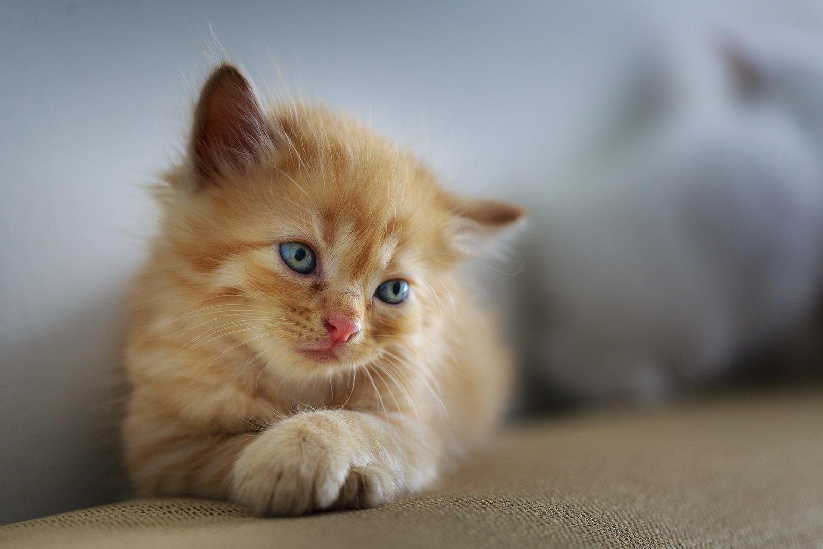 gatos