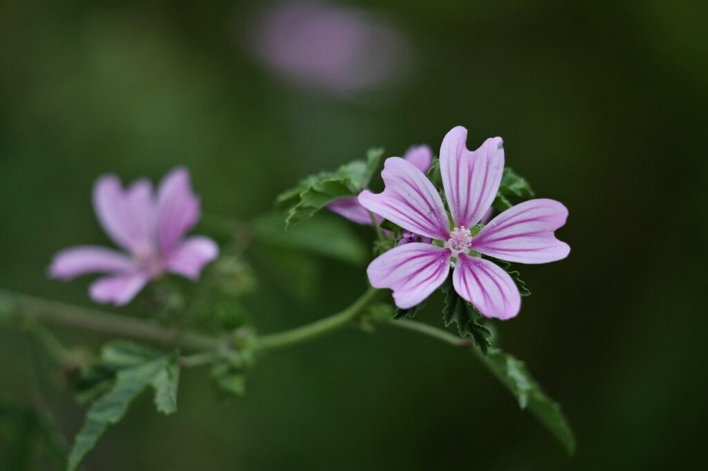malva