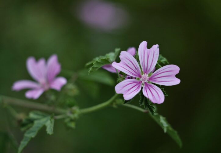 Malva: la planta discreta que es un tesoro para tu pelo (y tu salud)