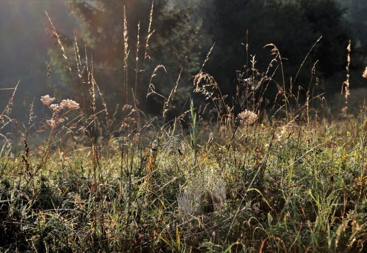 Rutina natural de primavera: florece tú también (pero sin alergias, ni picores, ni cara de acelga)