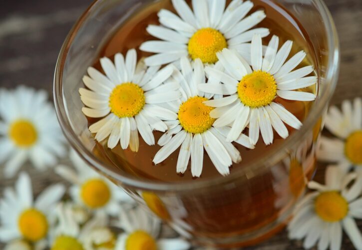 Plantas medicinales: entre la sabiduría popular y los mitos modernos