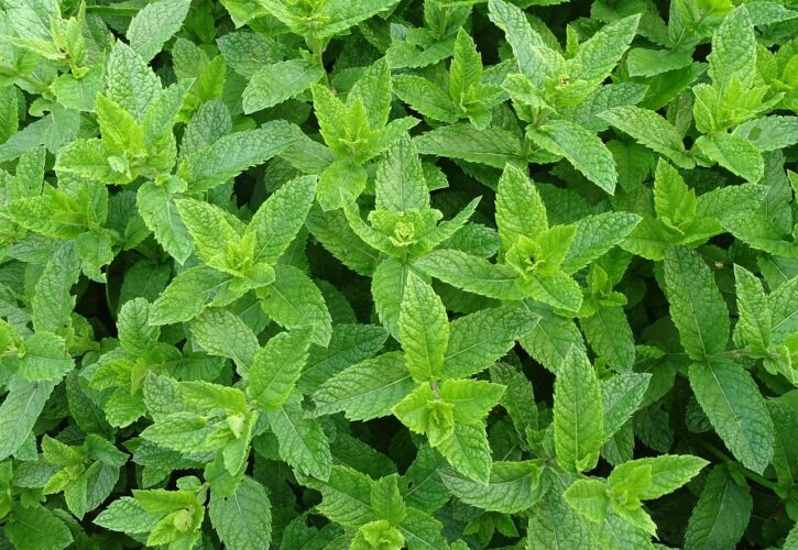 Plantas medicinales de junio: 8 especies del bosque y cómo usarlas