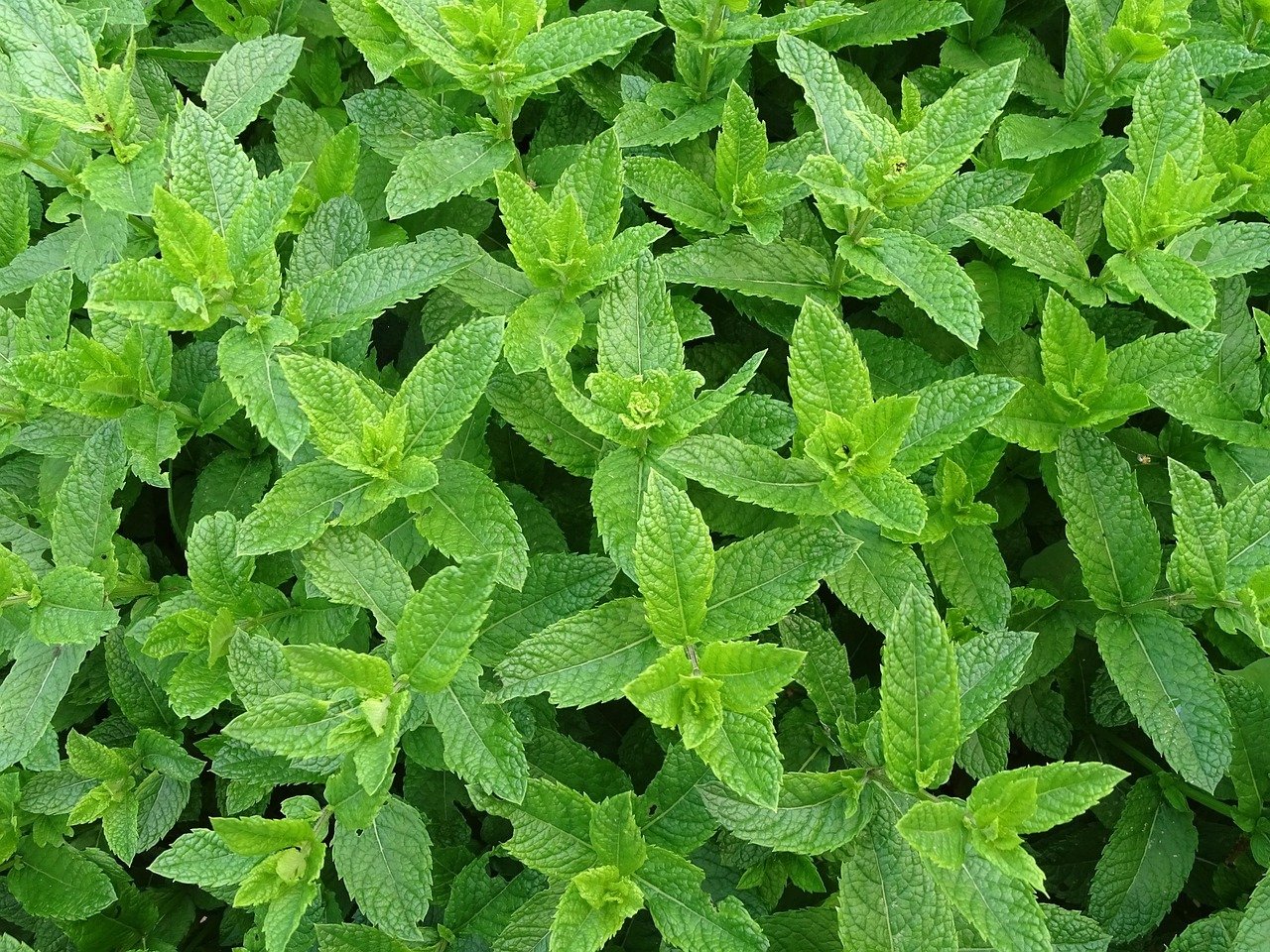 menta plantas medicinales