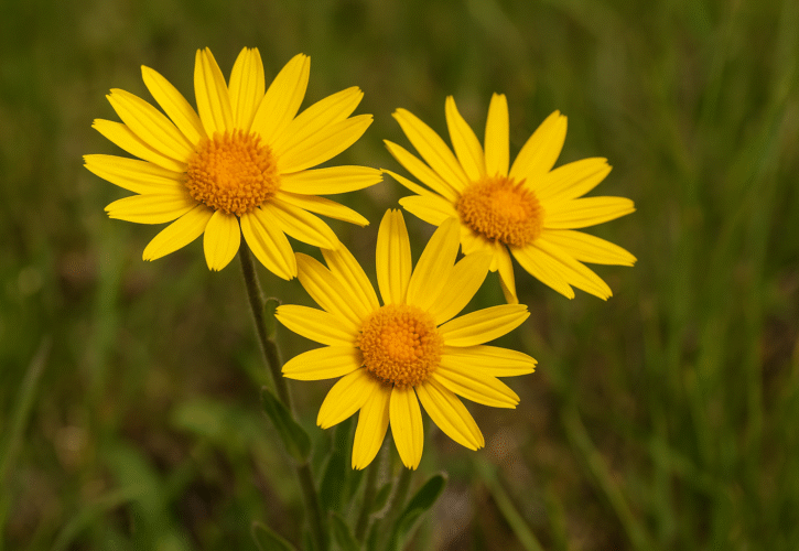 Árnica (Arnica montana): la reina de las montañas que cuida músculos y piel