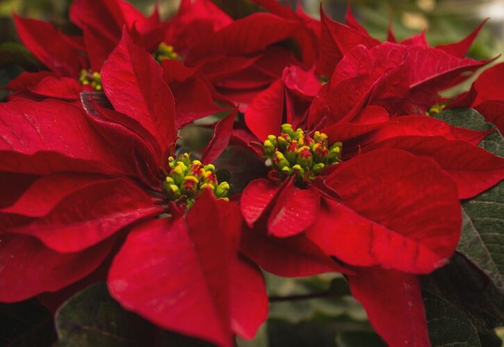 Plantas de interior para regalar en Navidad: naturaleza que entra en casa