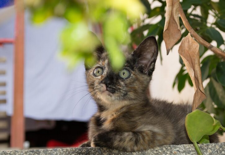 Plantas tóxicas para gatos??? Lo que nadie te cuenta sobre tu jardín y tu salón