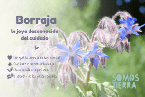 borraja