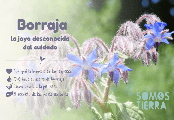 La borraja: el tesoro olvidado para cuidar la piel desde dentro y desde fuera