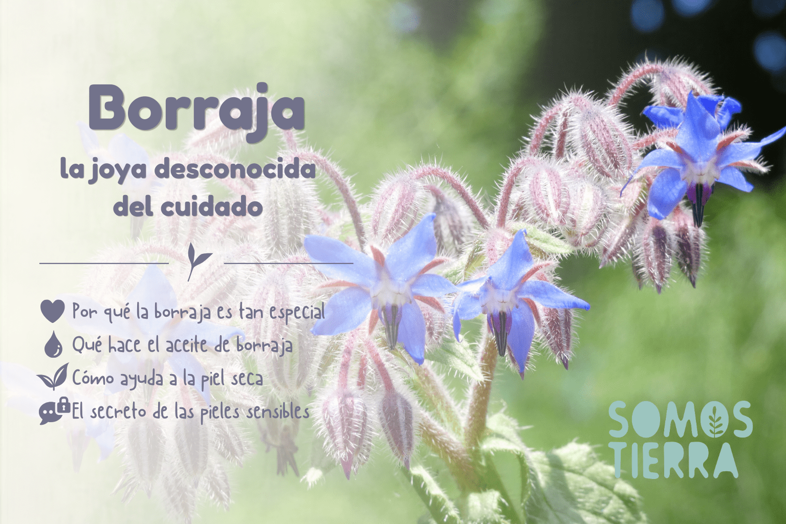 borraja