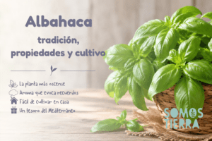 Planta de albahaca fresca con hojas verdes sobre una mesa de madera, iluminada con luz natural, junto al título "Albahaca: tradición, propiedades y cultivo"