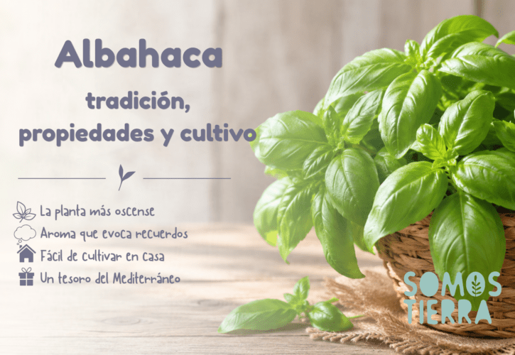 Albahaca: la planta más tradicional de Huesca, sus propiedades y cómo cultivarla