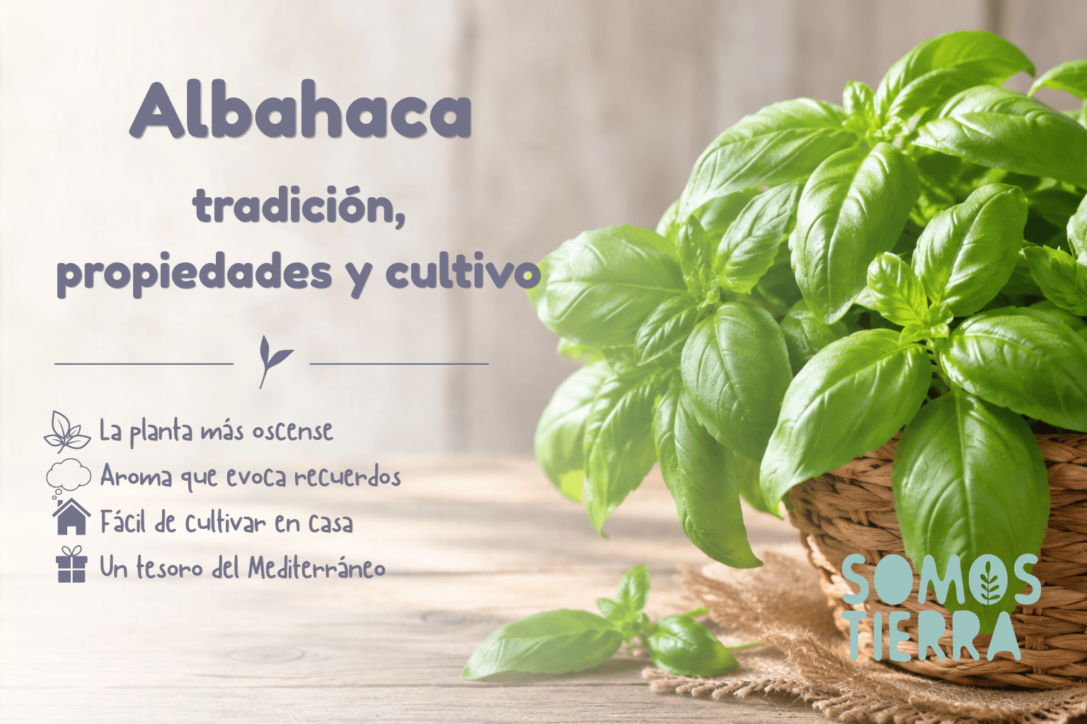 Planta de albahaca fresca con hojas verdes sobre una mesa de madera, iluminada con luz natural, junto al título "Albahaca: tradición, propiedades y cultivo"