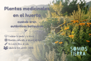 Plantas medicinales en un huerto tradicional del Prepirineo con caléndula, lavanda, tomillo y salvia al atardecer