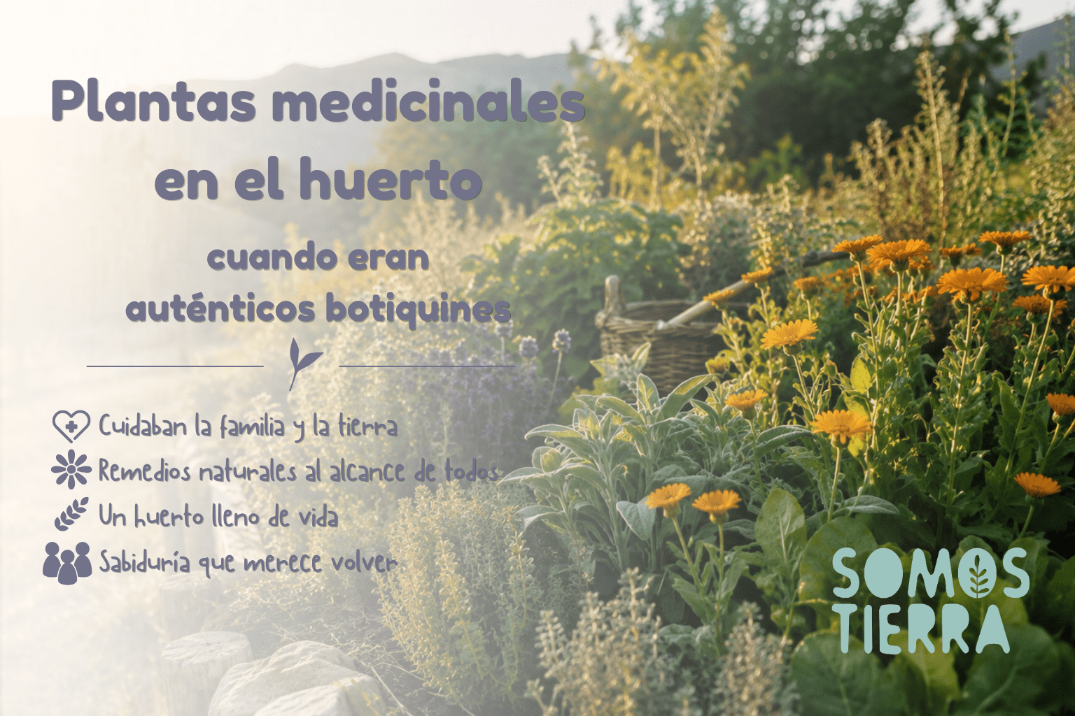 Plantas medicinales en un huerto tradicional del Prepirineo con caléndula, lavanda, tomillo y salvia al atardecer