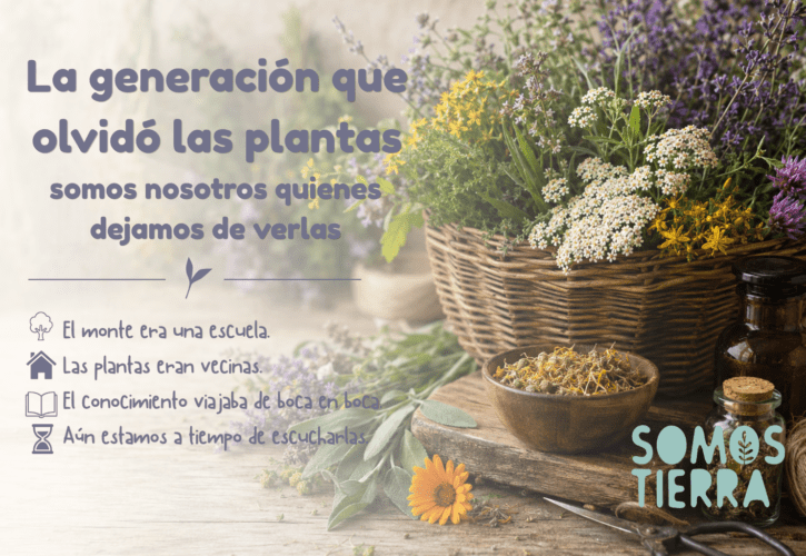 La generación que dejó de hablar con las plantas medicinales