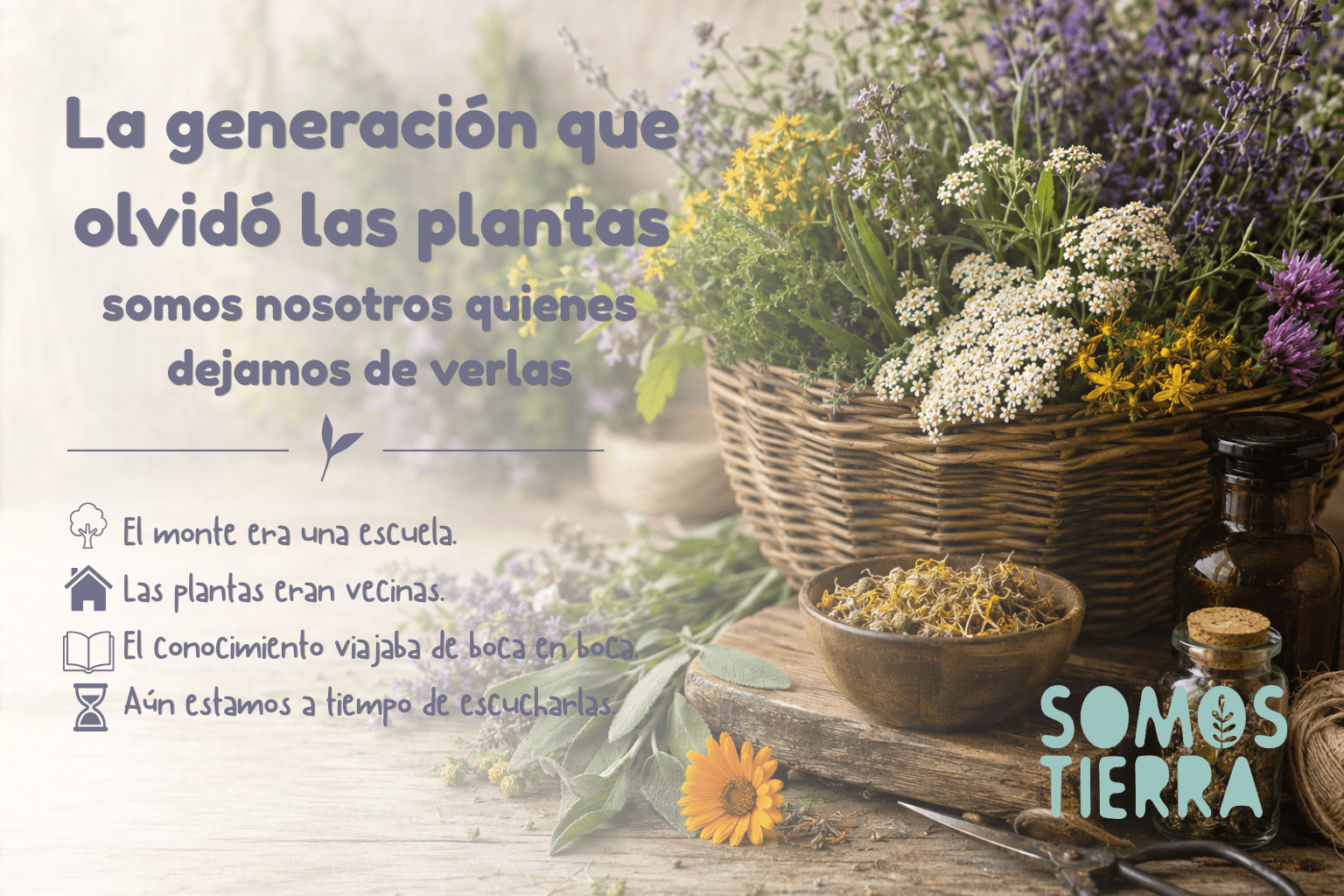 Plantas medicinales tradicionales del Prepirineo