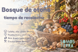 Frutos silvestres de otoño con castañas, setas, escaramujos, endrinas y madroños en el bosque