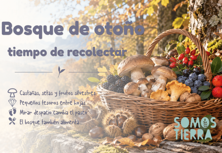 Qué podemos recoger en el bosque en otoño: frutos, setas y pequeños tesoros silvestres