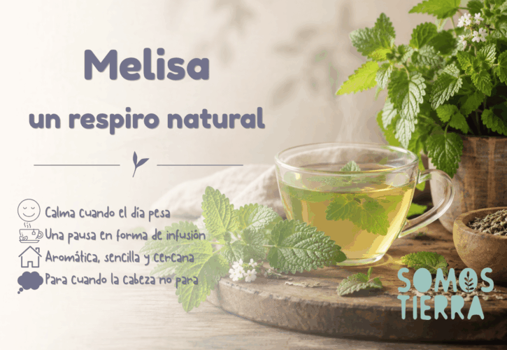 Melisa: propiedades y usos de una planta para cuando necesitas bajar el ritmo
