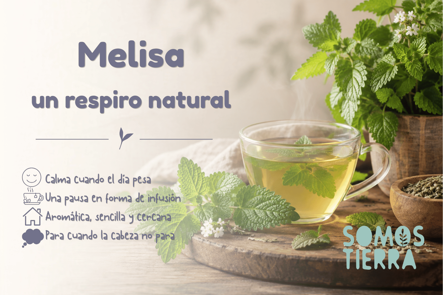 Melisa, planta medicinal con hojas frescas e infusión
