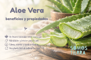 Hoja de aloe vera abierta mostrando su gel natural transparente.